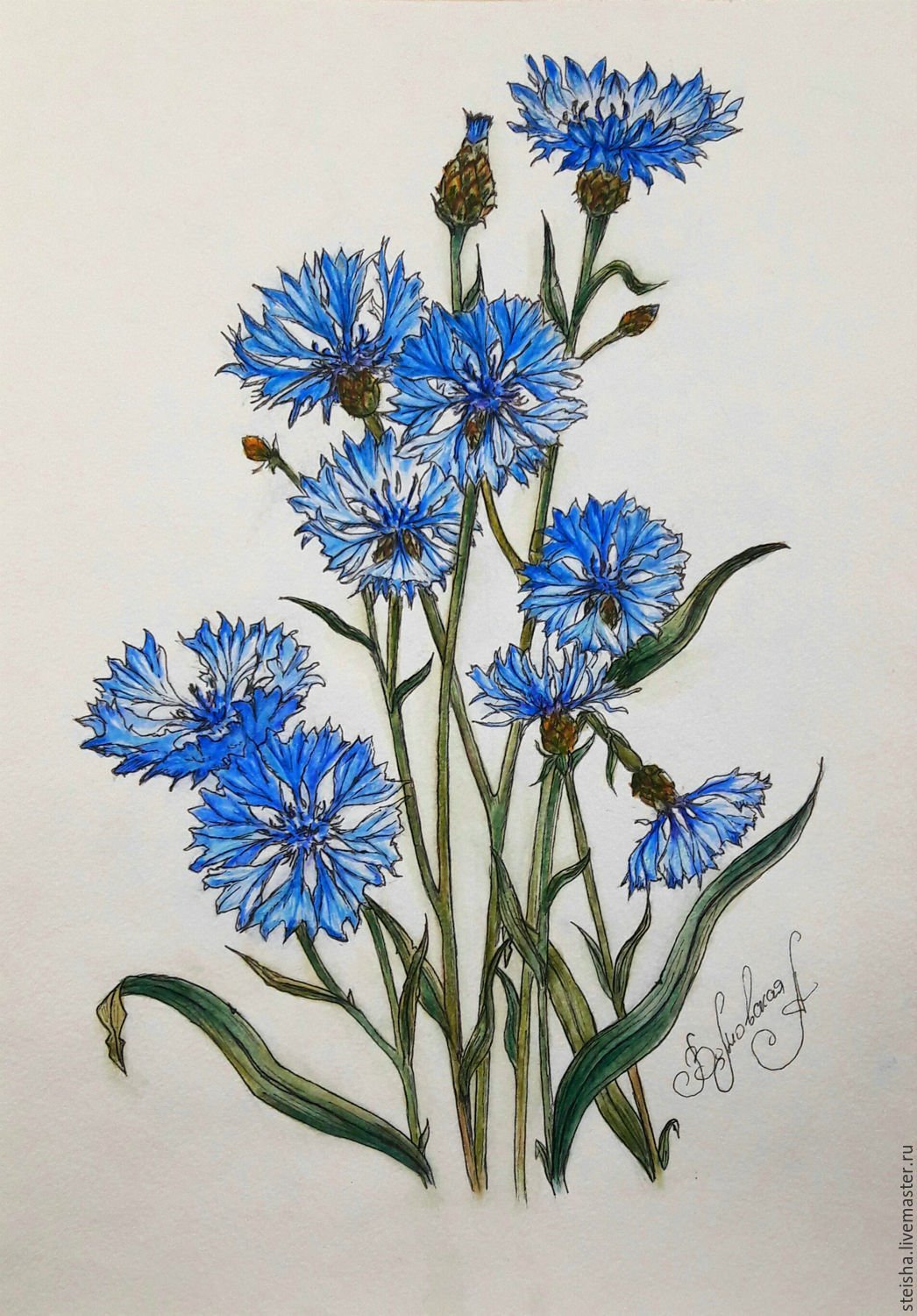 Мария Волошка