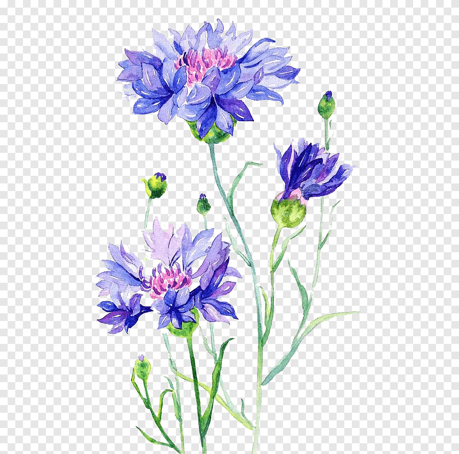 Василек для детей