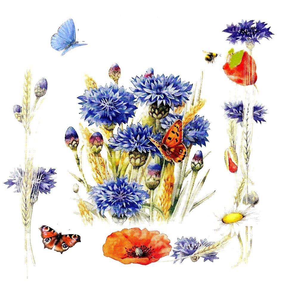 Стилизация цветка Василек