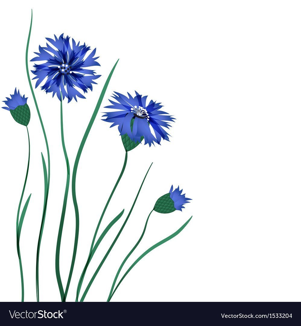 Васильки цветы