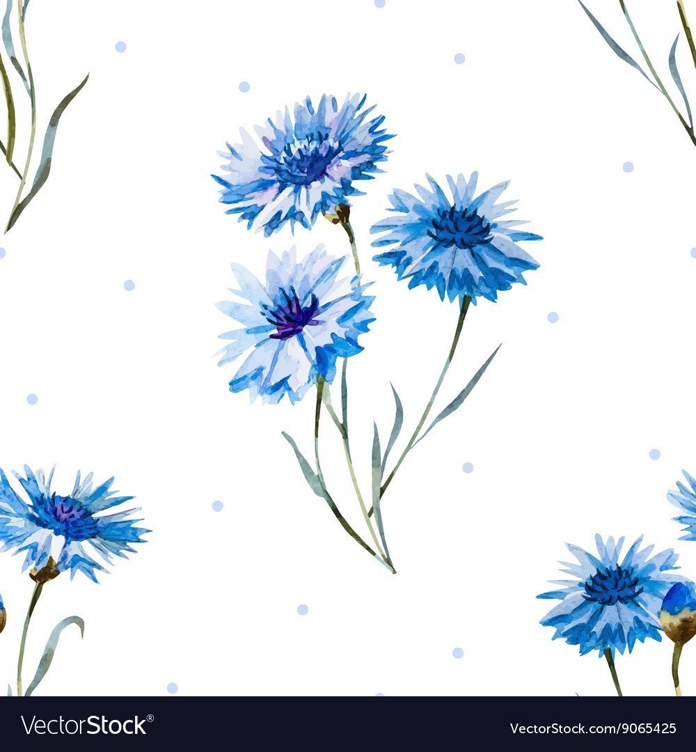 Васильки и ромашки картинки