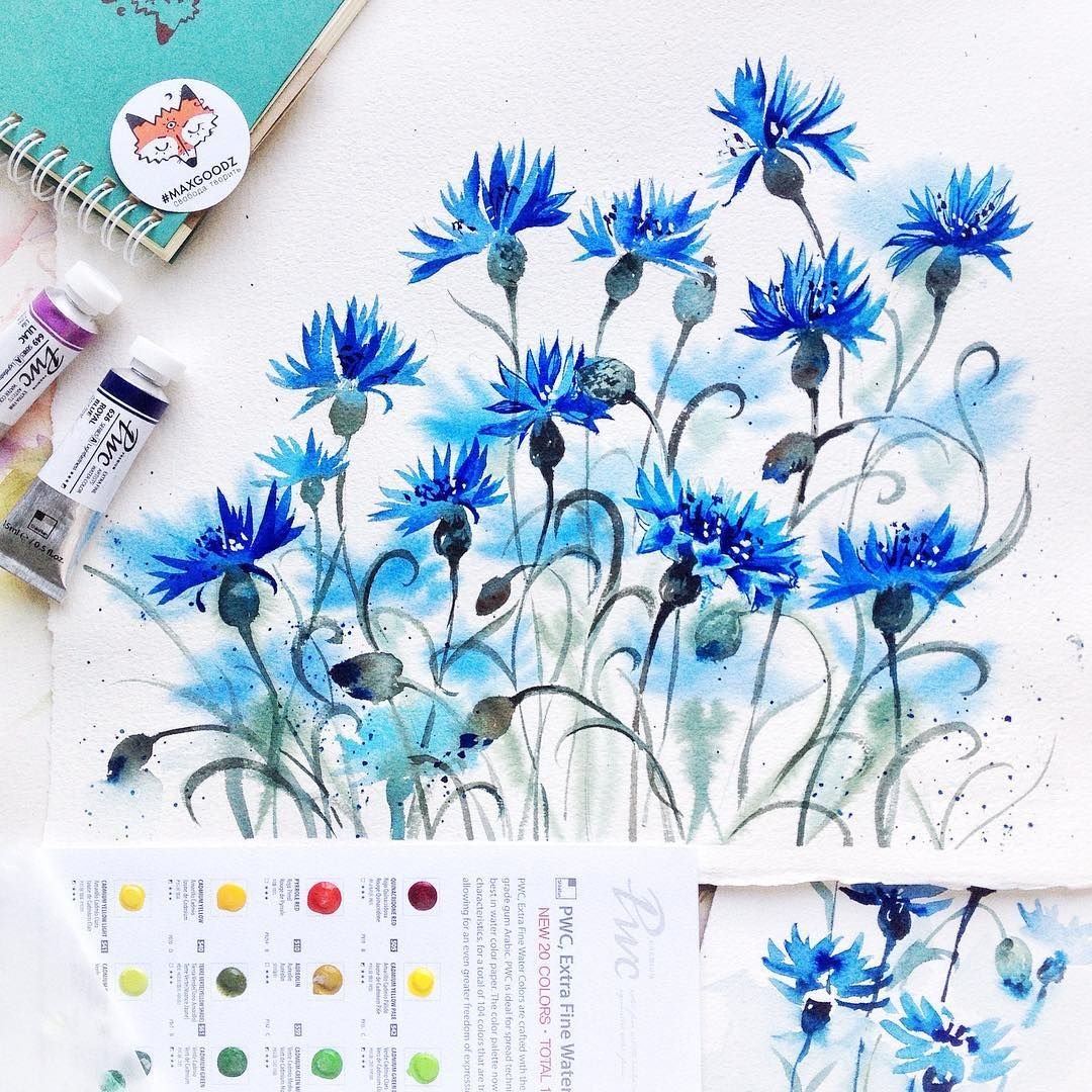 Василек синий Фармакогнозия