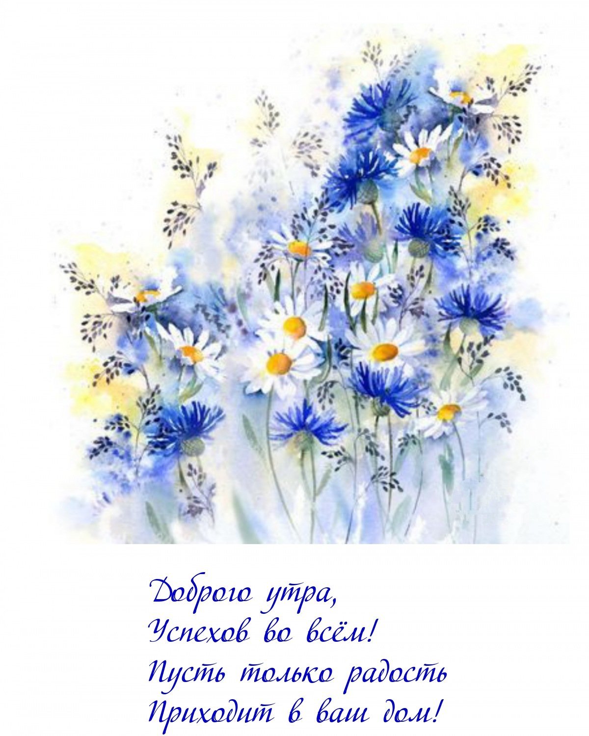 Василёк лилейный