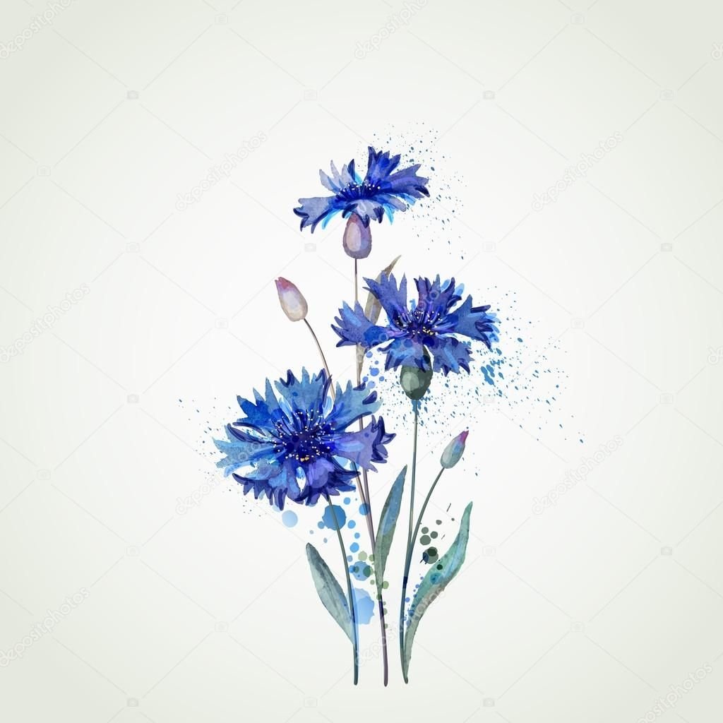Василек акварель