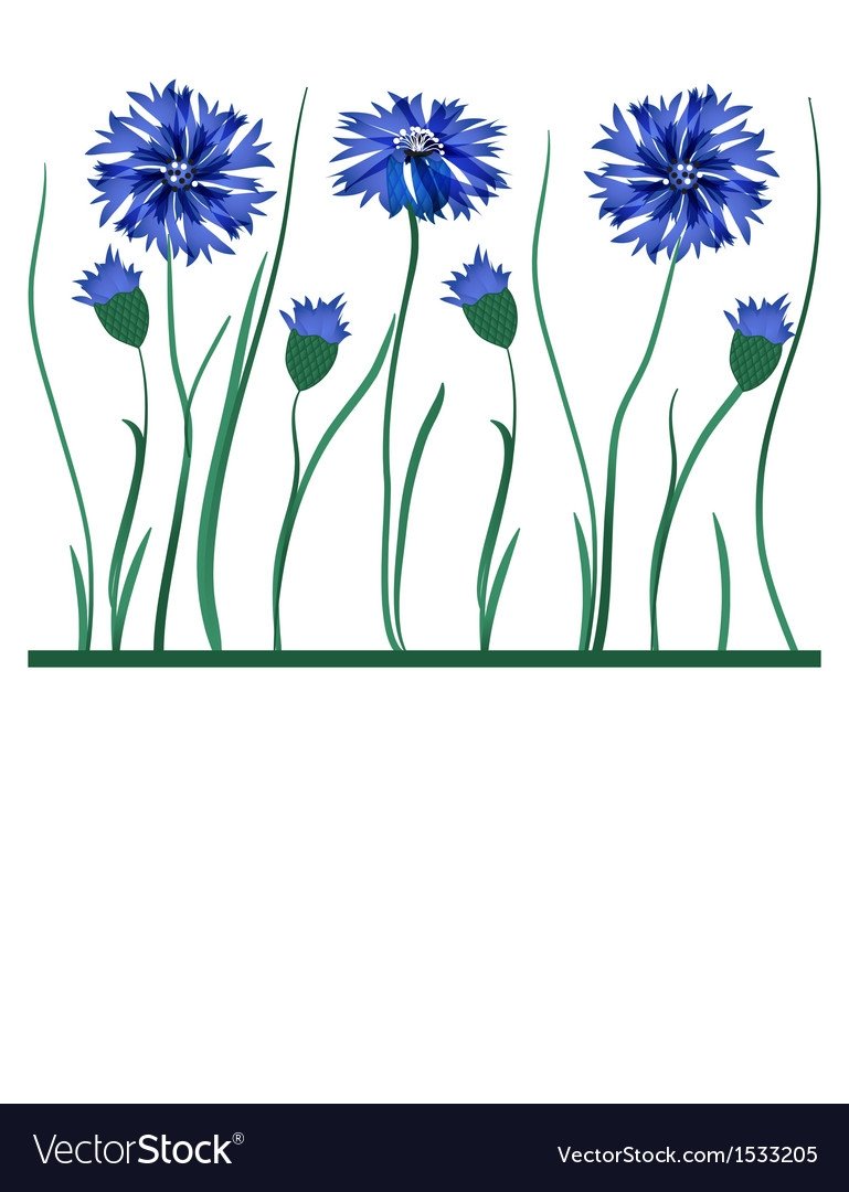 Белорусский Василек символ