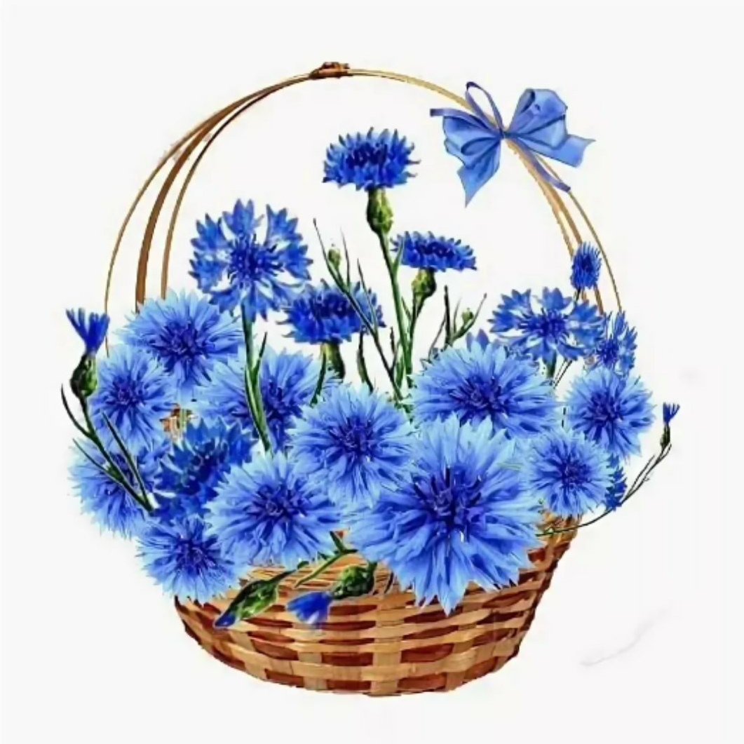 Васильки рисунок