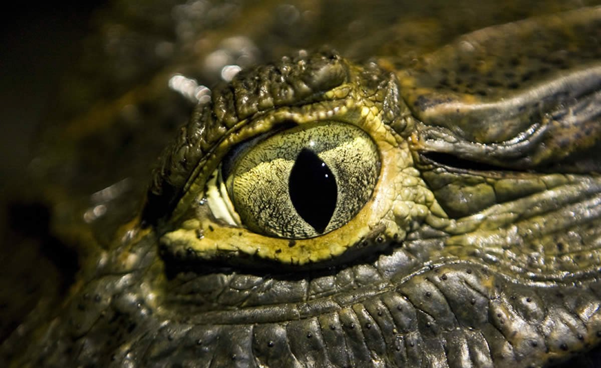 Глаз аллигатора