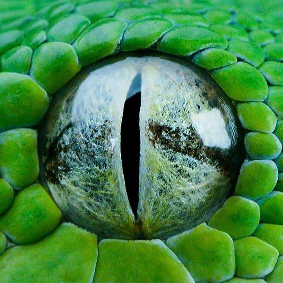 Глаз рептилии