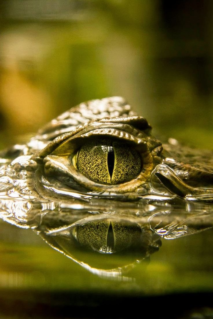 Глаз рептилии арт