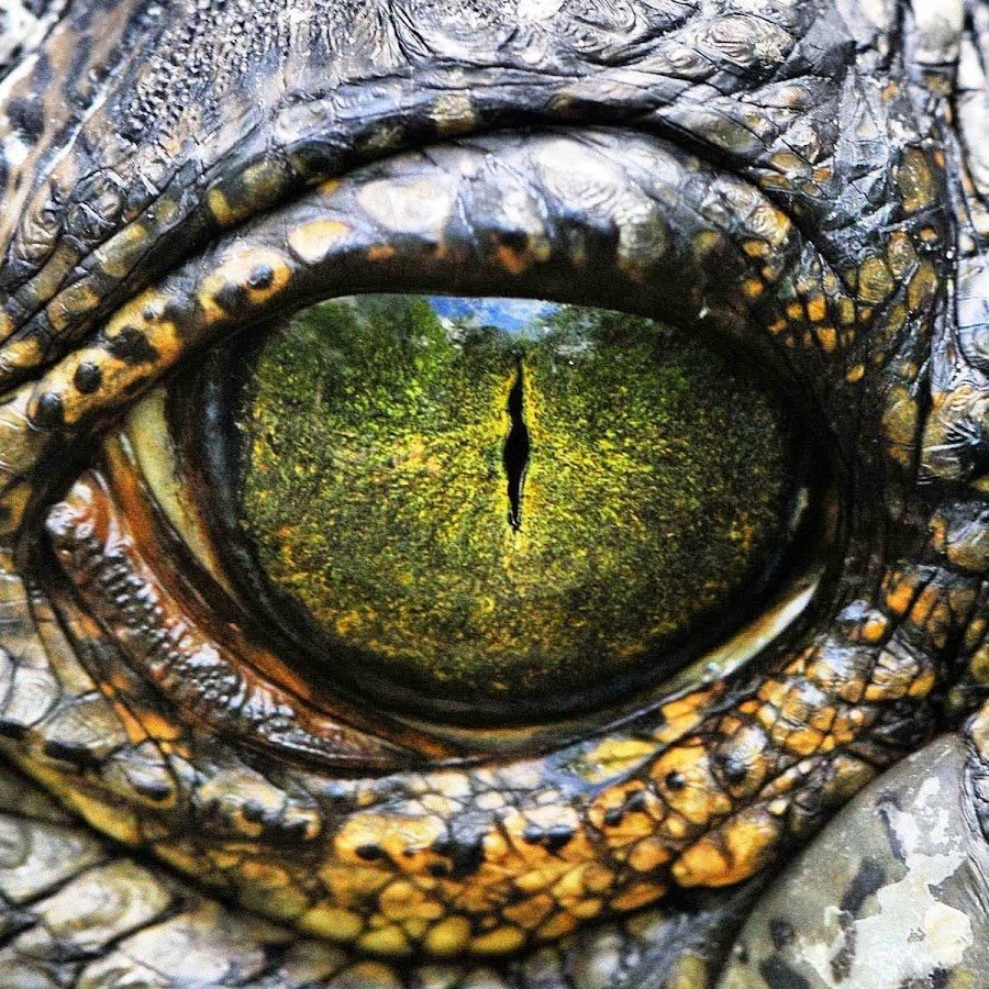 Пресмыкающиеся животные крокодил