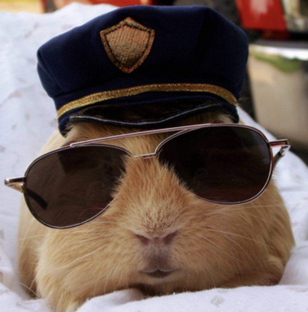 Морская Свинка в очках