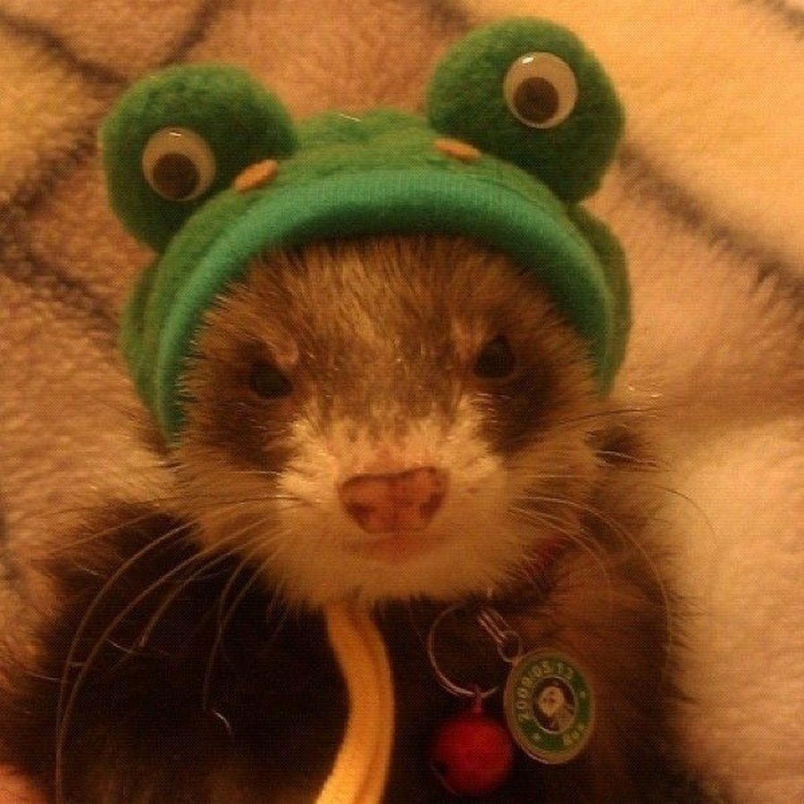 Хомячок в шапочке