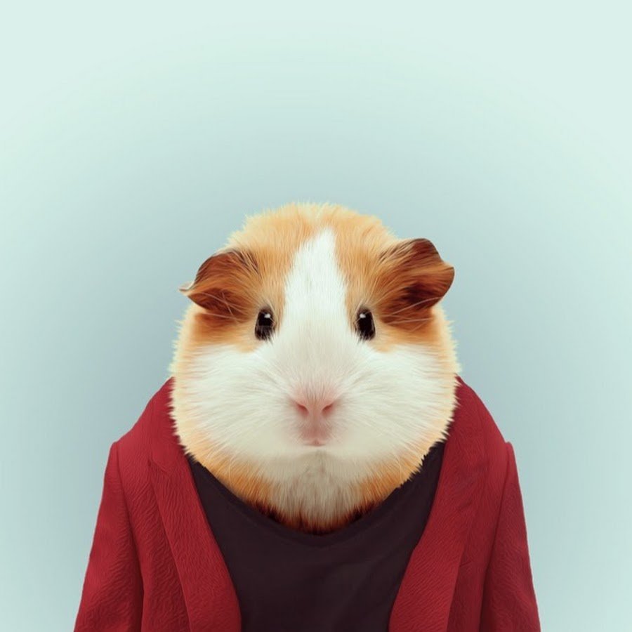 Хомяк в костюме