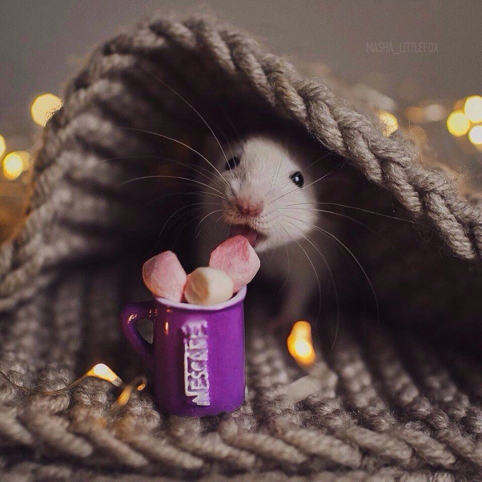 Милые мышата