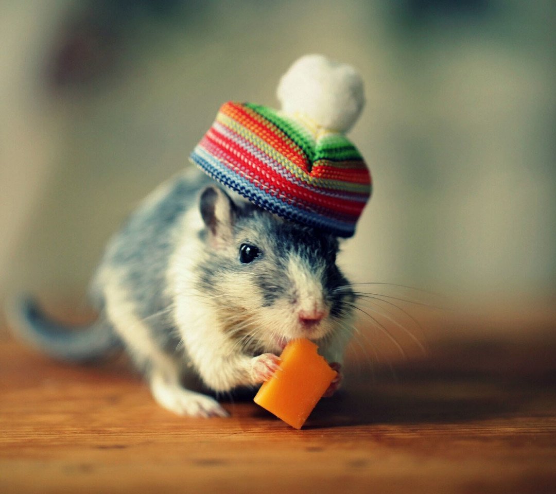 Мышки фото красивые и смешные