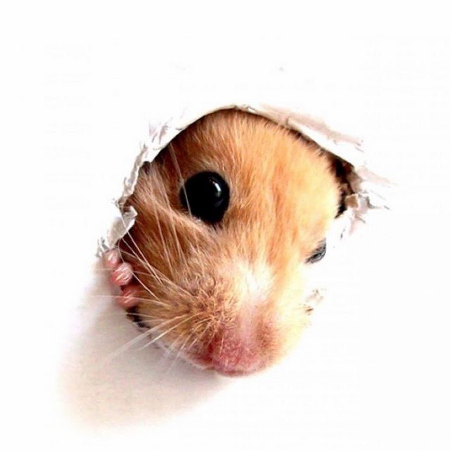 Три милые крыски