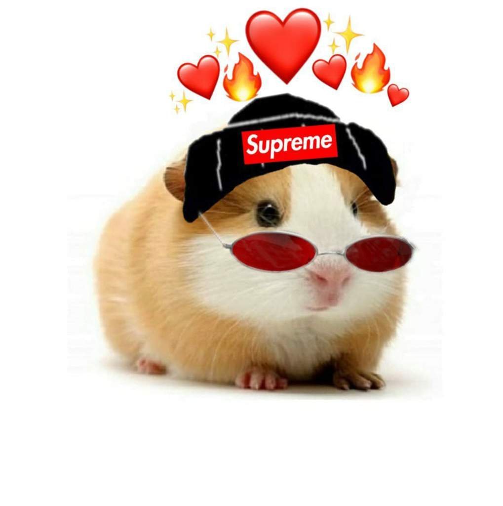 Морская Свинка абхщда