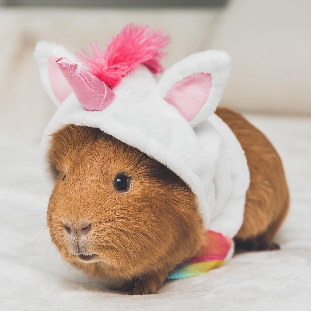 Абщхда морская Свинка