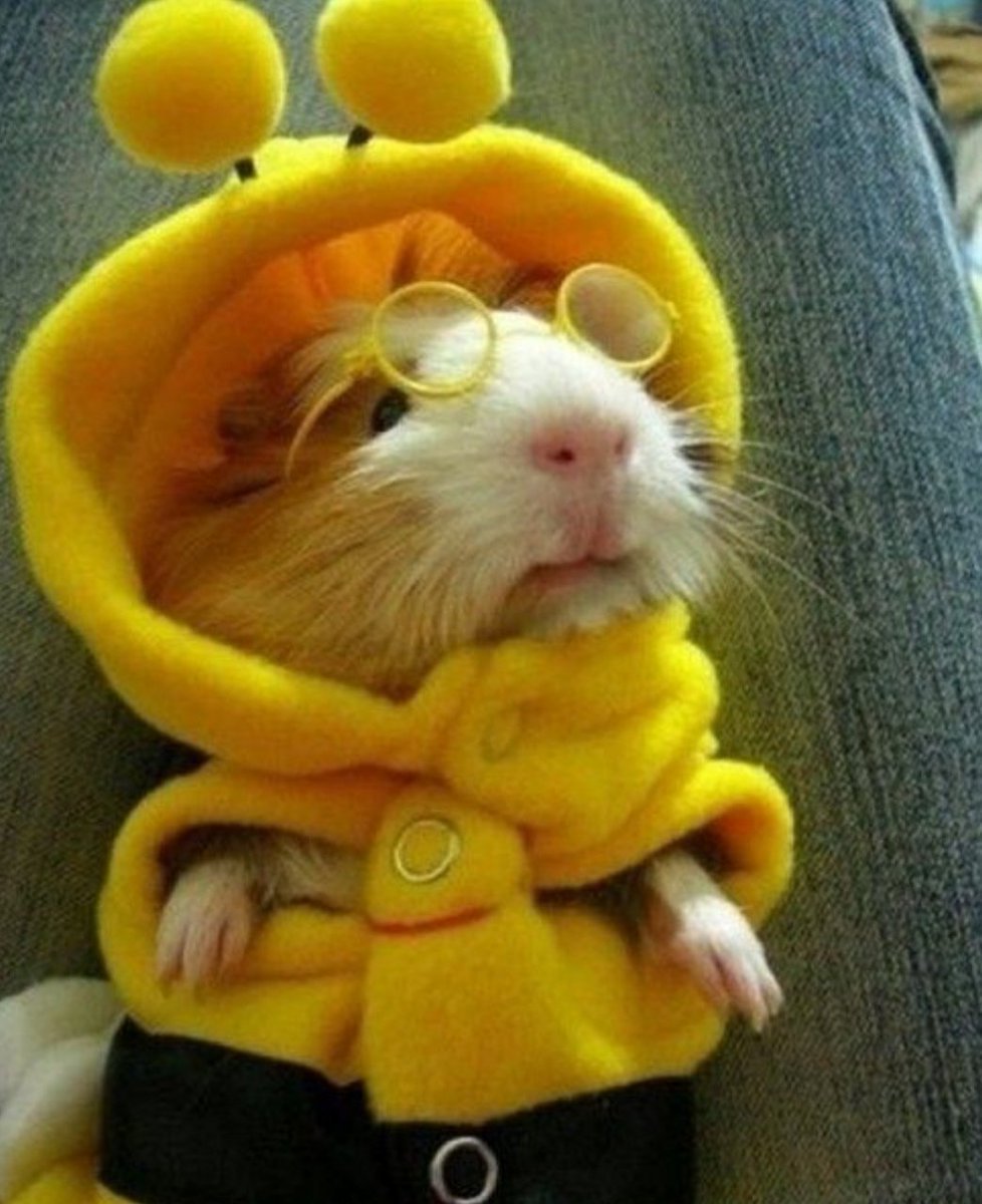 Наряды для морских свинок