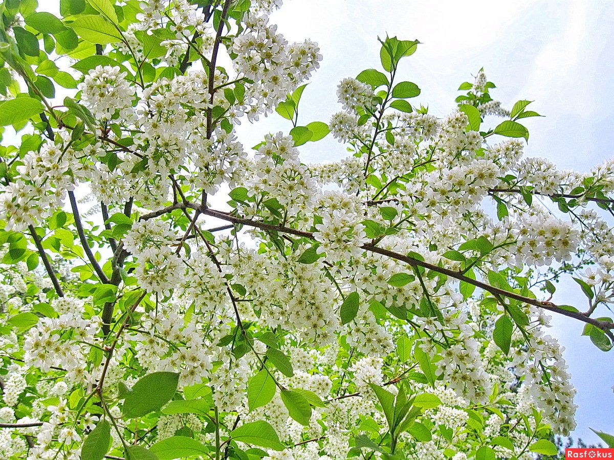 Живопись сирень Жасмин черемуха