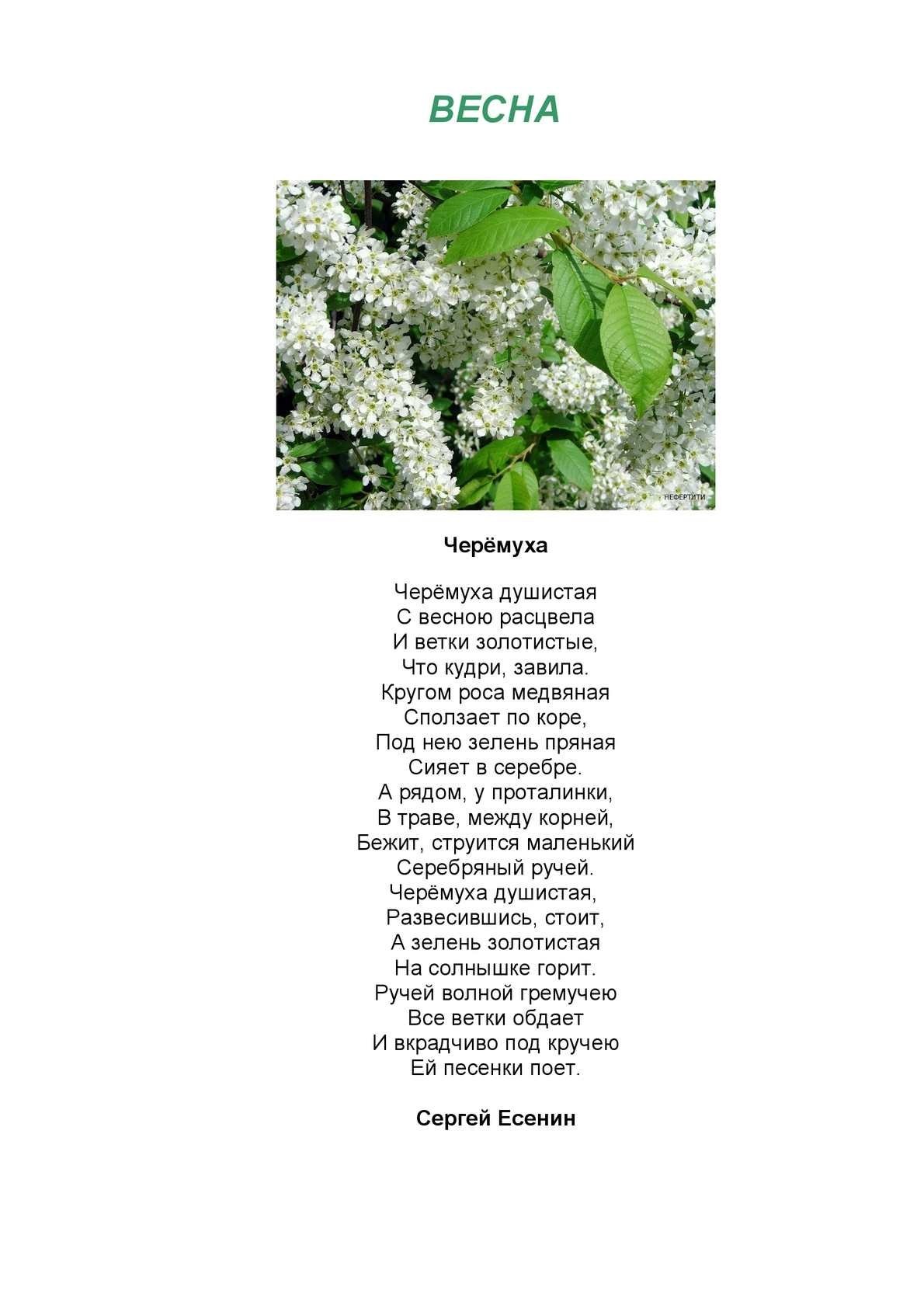 Черёмуха душистая