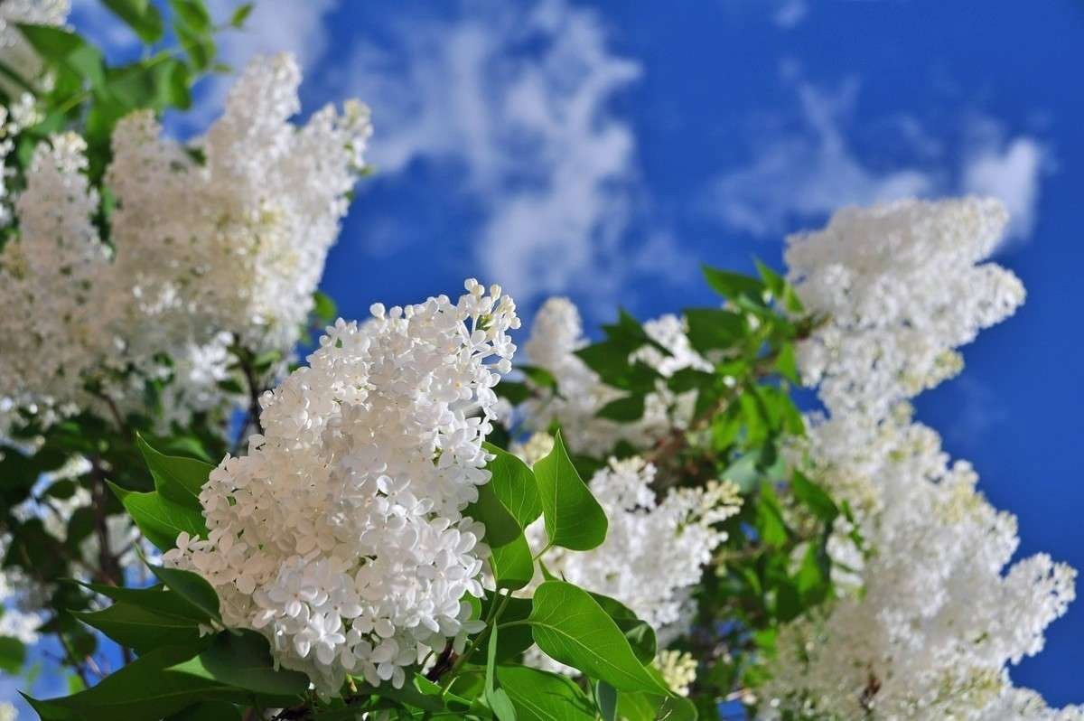 Черёмуха душистая черемуха