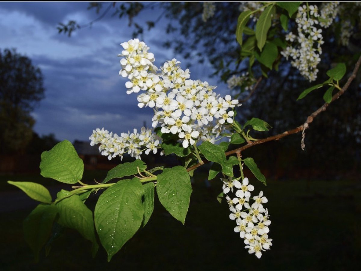 Стихи Есенина для детей