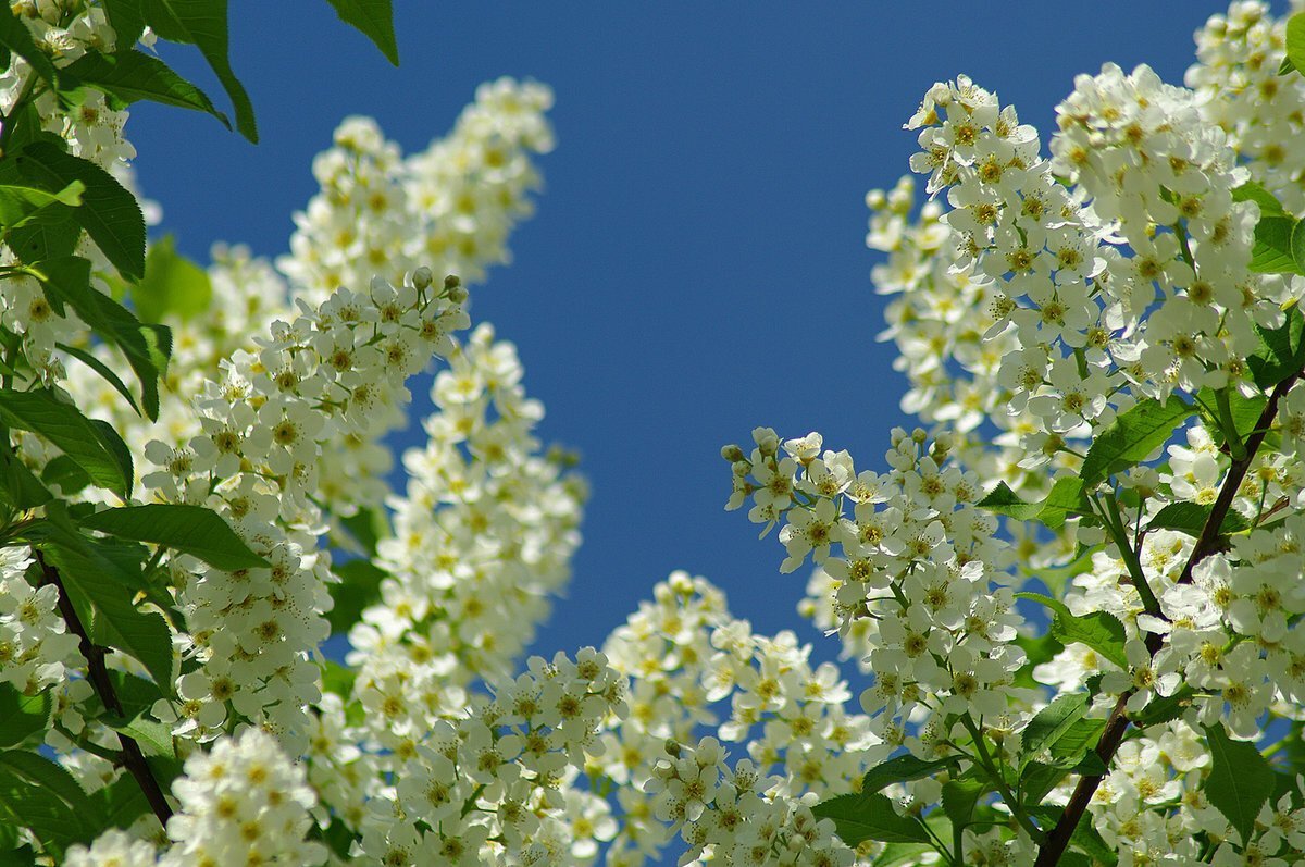 Картина Сергей Александровича Есенина черёмуха