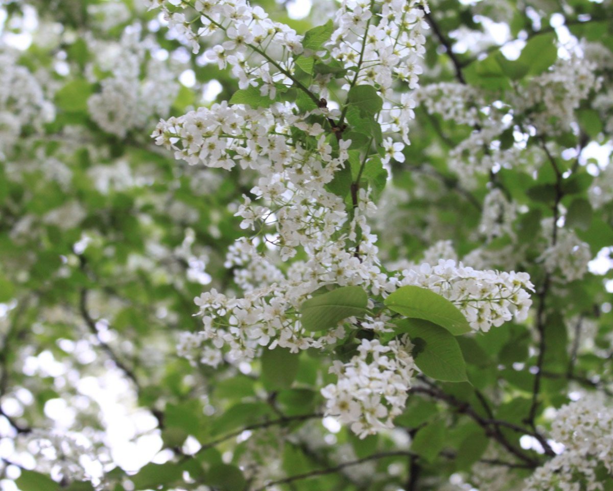 Цветение черёмухи