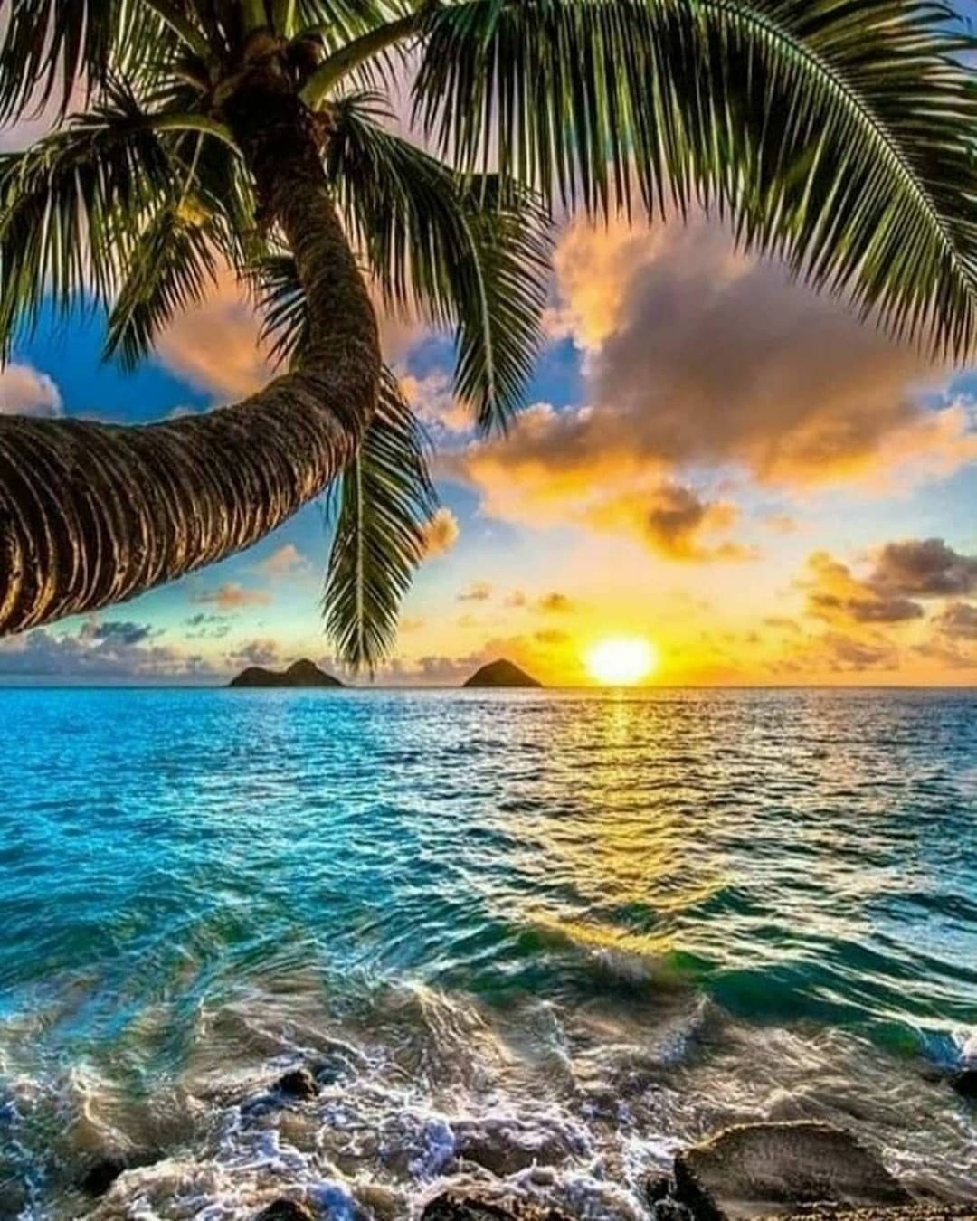 Пляж с пальмами