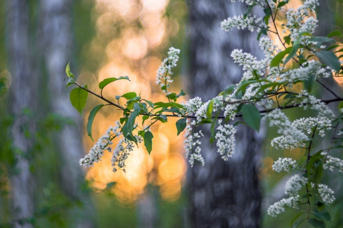 Черёмуха душистая ручей