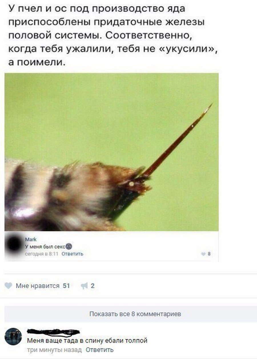 Шутки про пчел