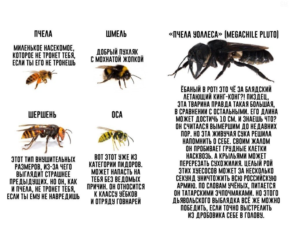 Пчела Шершень Оса Шмель бро не бро