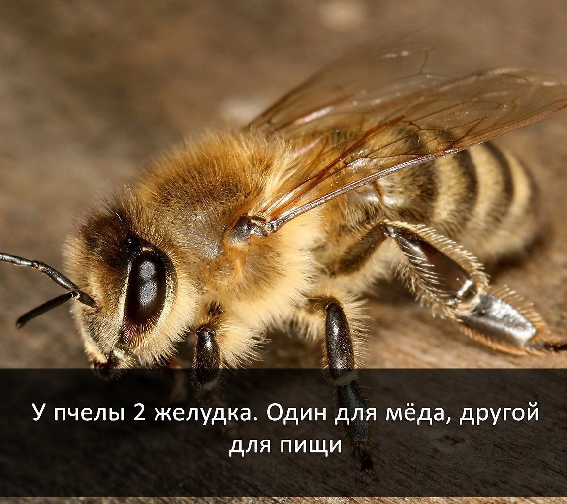 Интересные факты о пчелах
