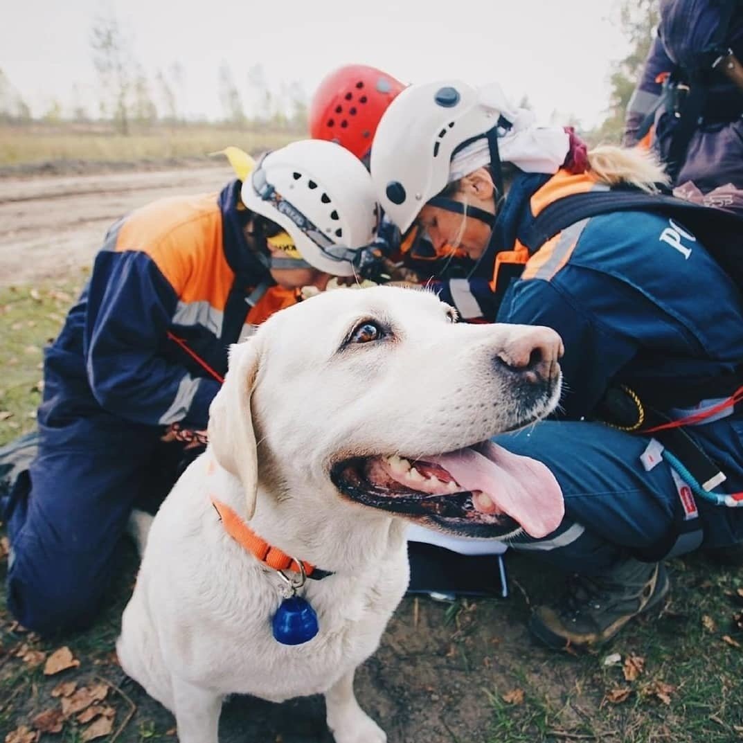 Кинологическая служба МЧС