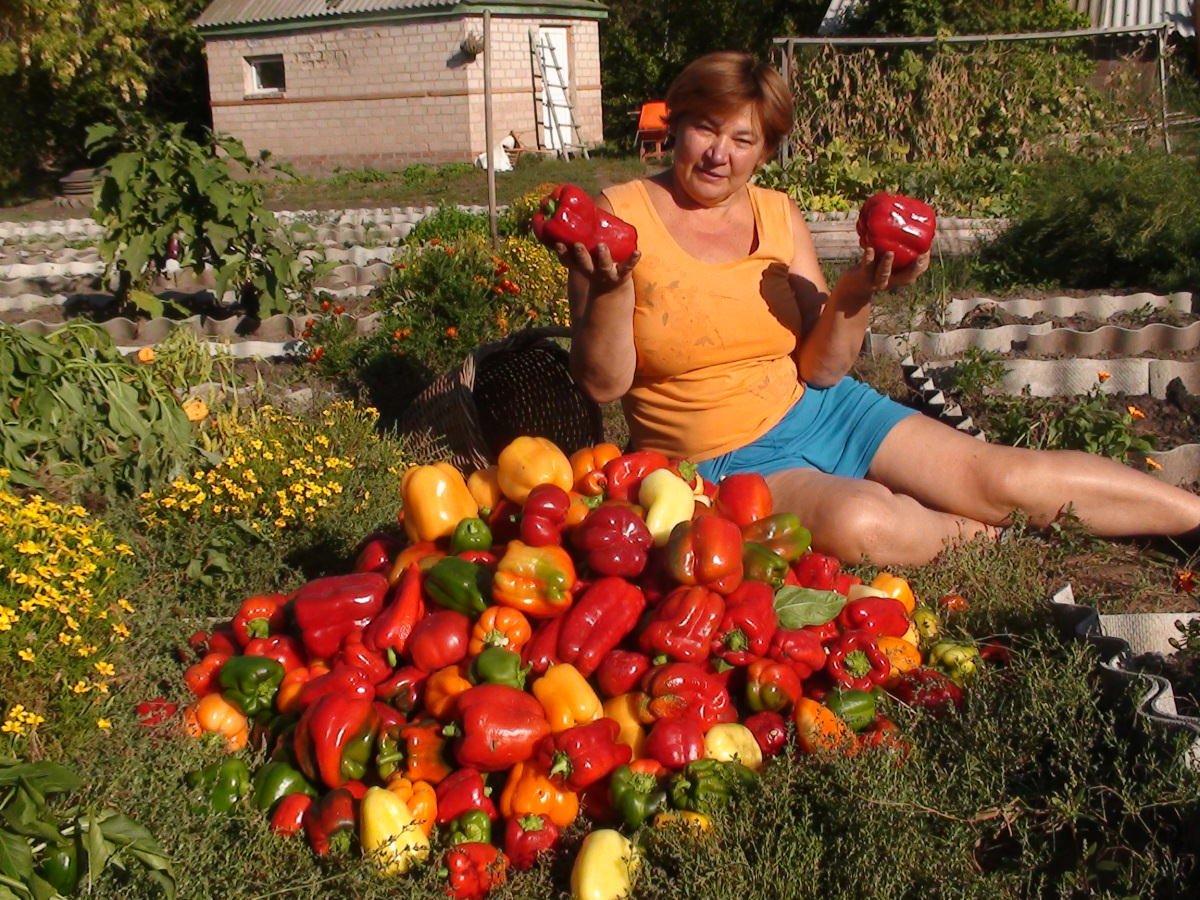 Урожай болгарского перца
