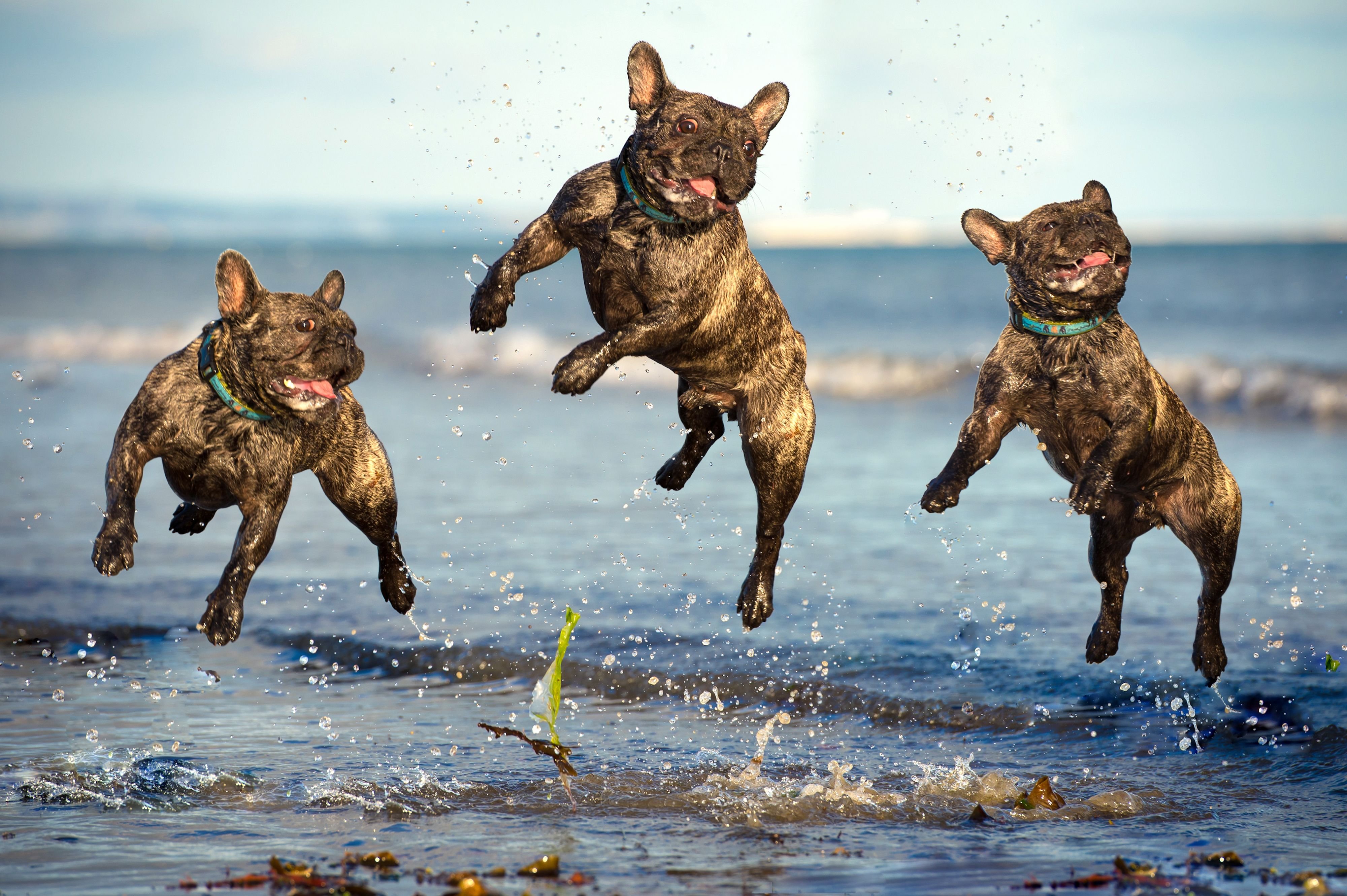 3 animals dogs. Собака в прыжке. Собака бежит. Веселая собака. Собаки веселятся.