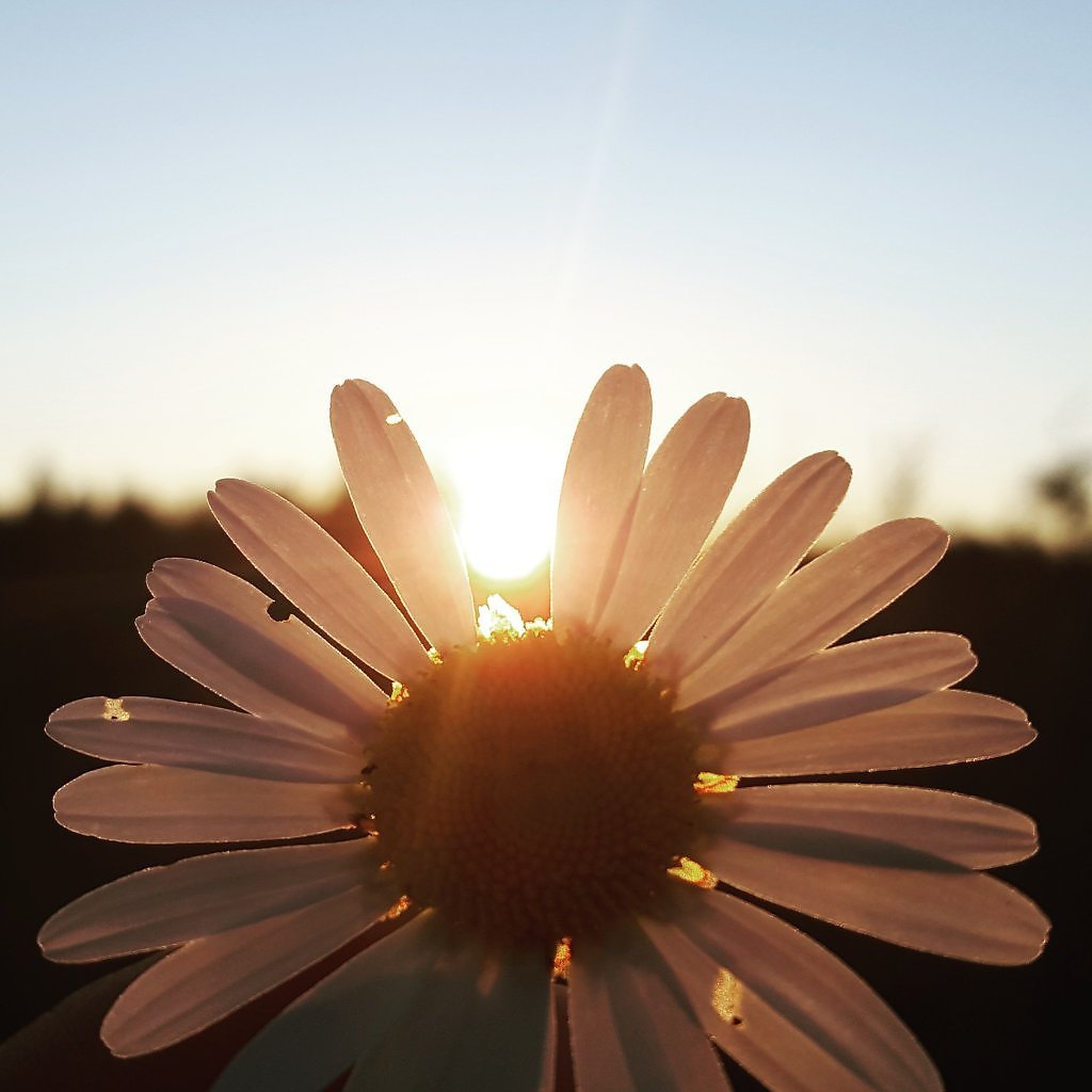 Ромашки Эстетика