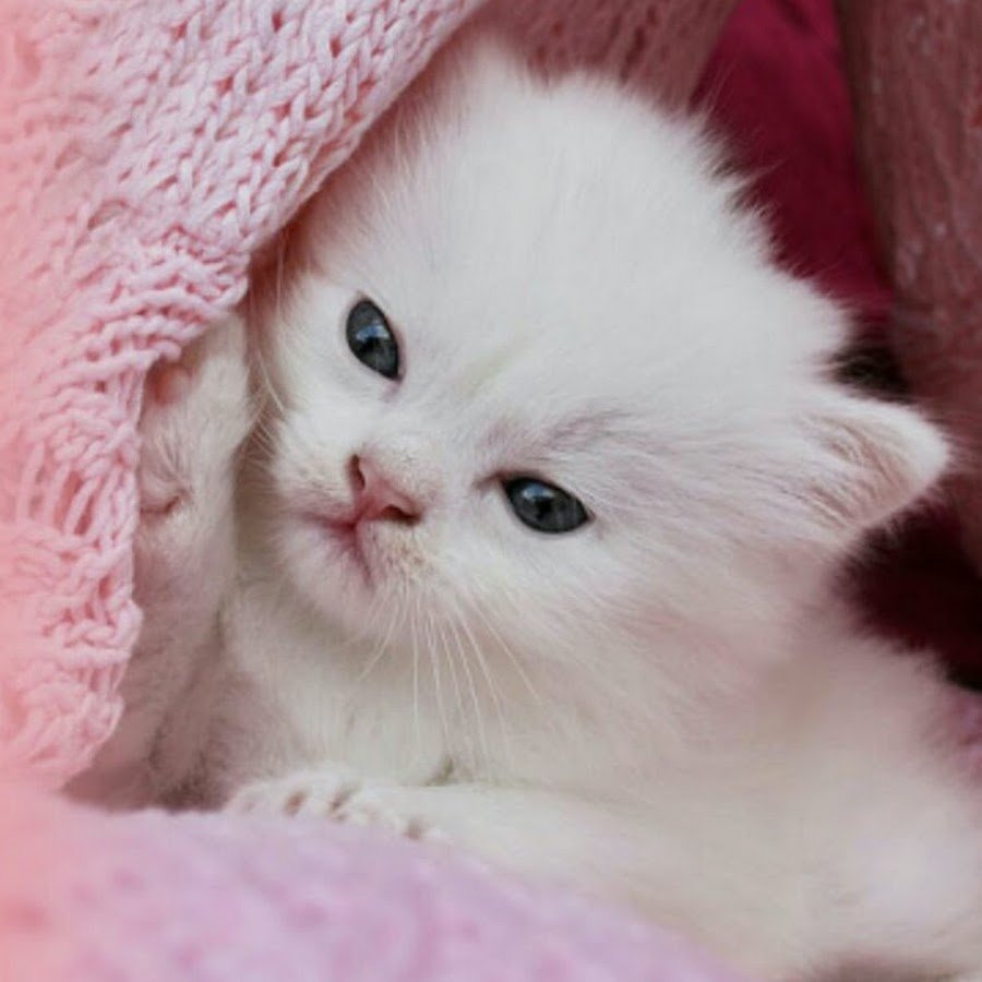 Кошки маленькие