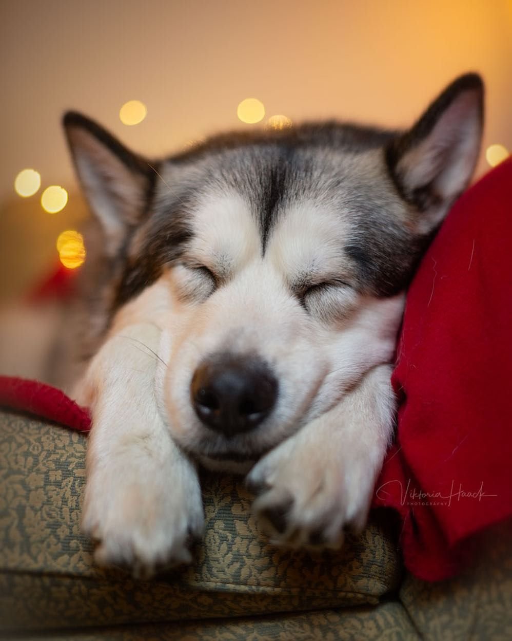 Доброй ночи хаски