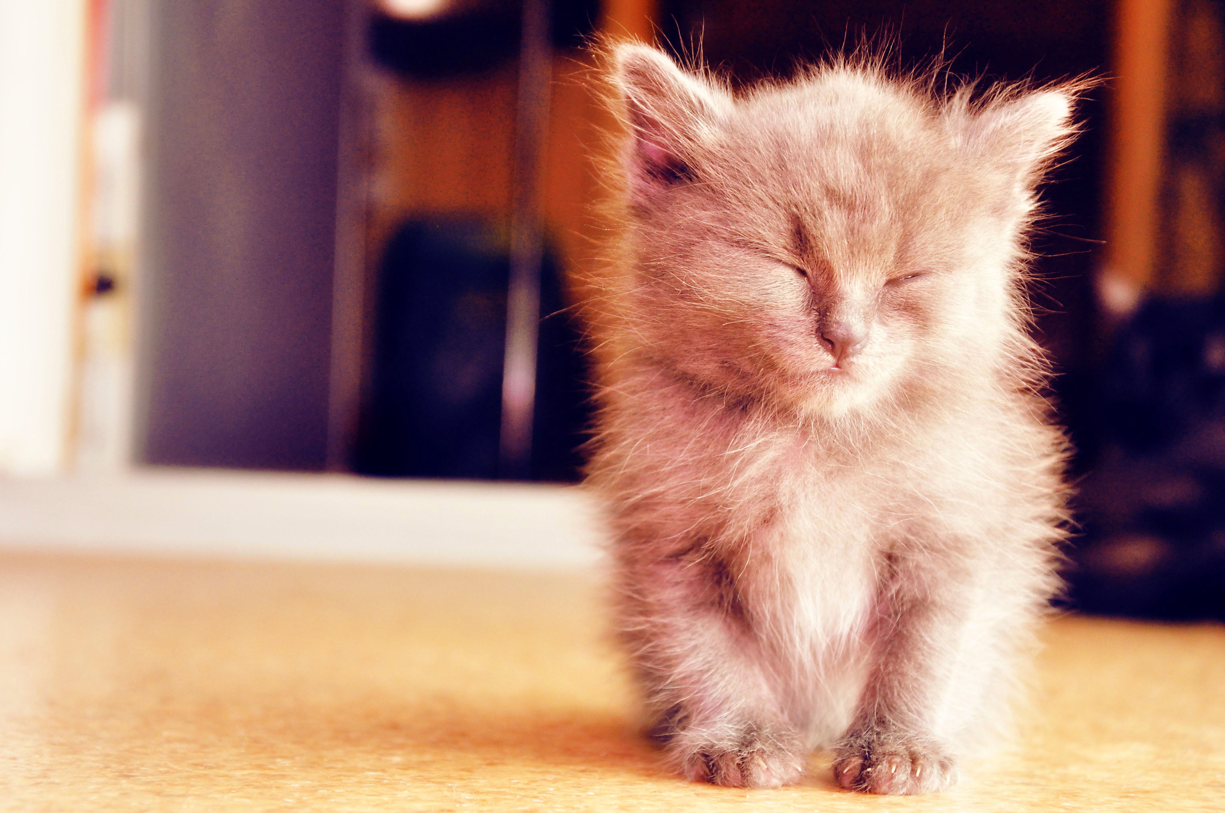 Хочу маленькие котики. Милые котики. Милые котятки. Милый котенок. Пушистые котята.