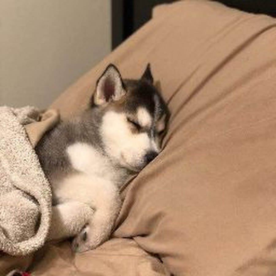 Собака лежит на кровати