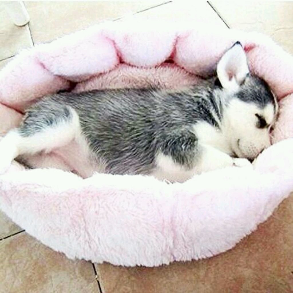 Спящие щенки хаски