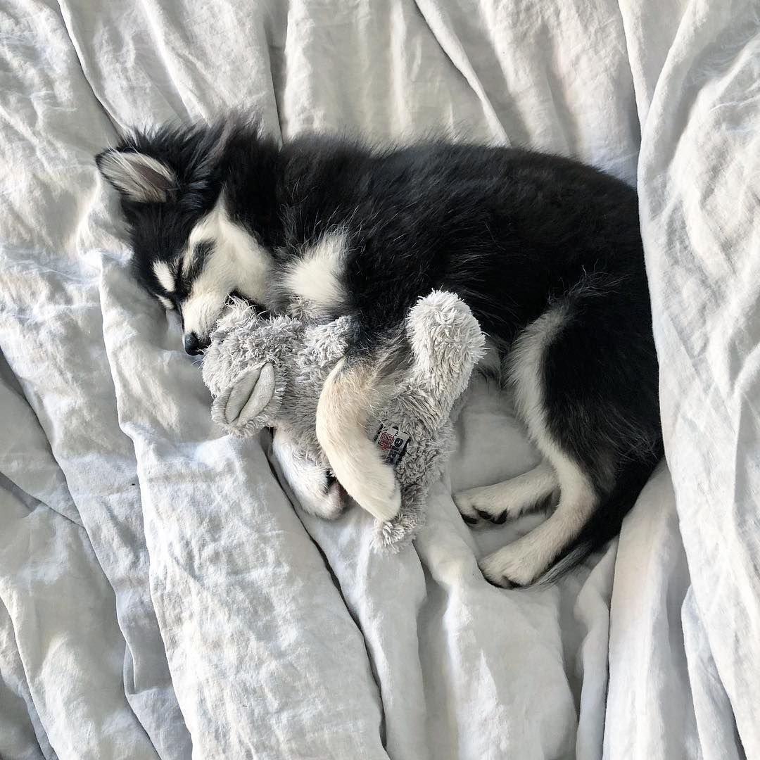 Хаски спит под одеялом