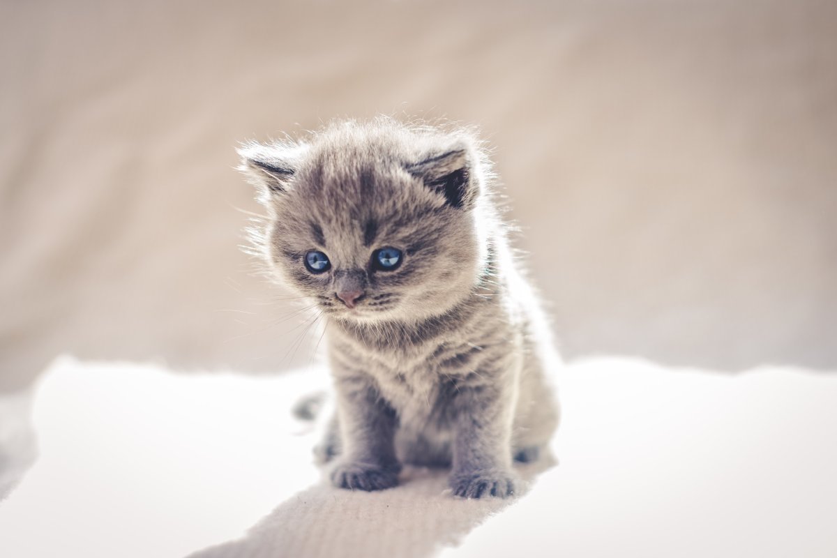 Милые котята