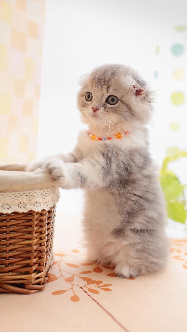 Красивые котята