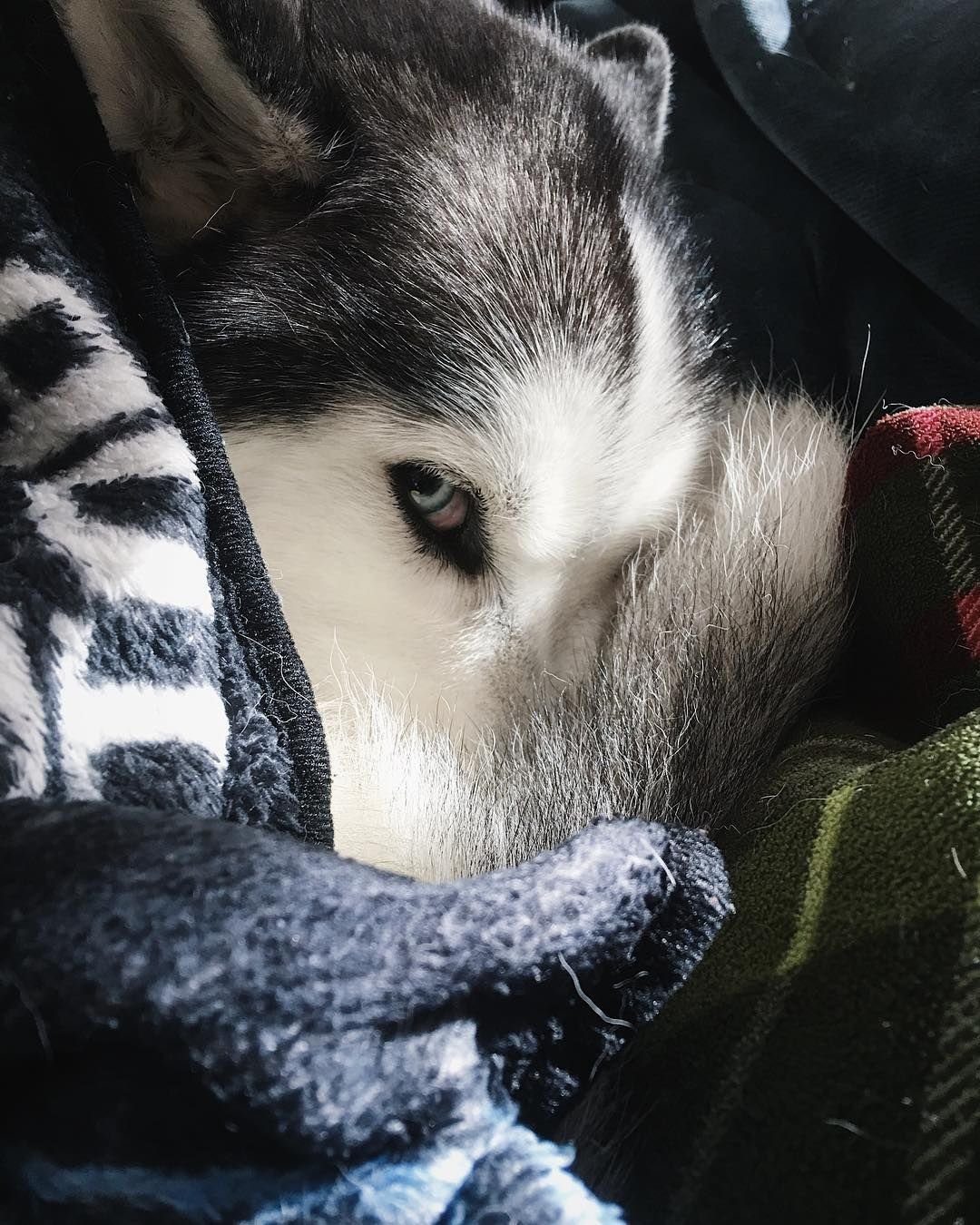 Сибирские хаски спят