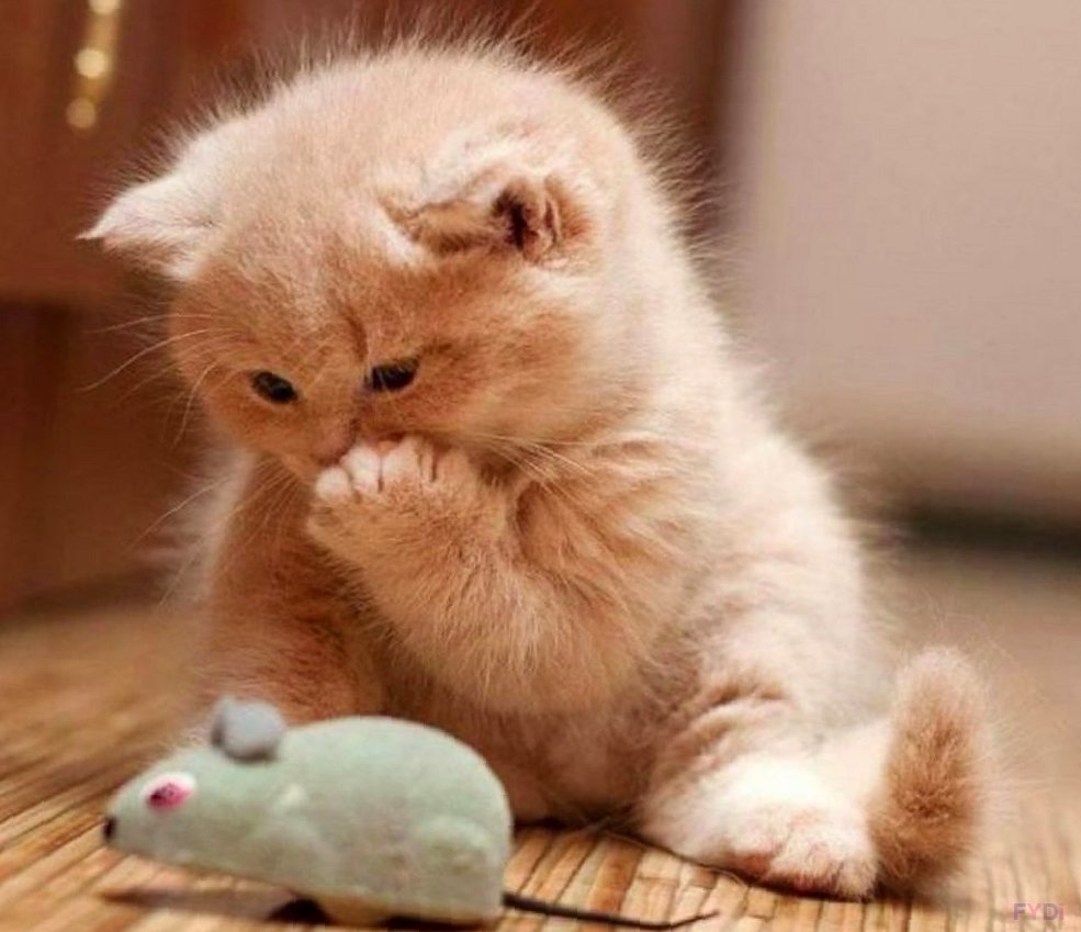 Милая кошка