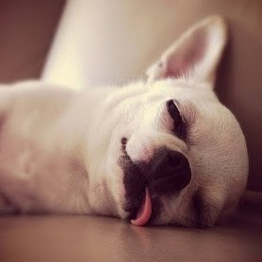 Спокойной ночи собака