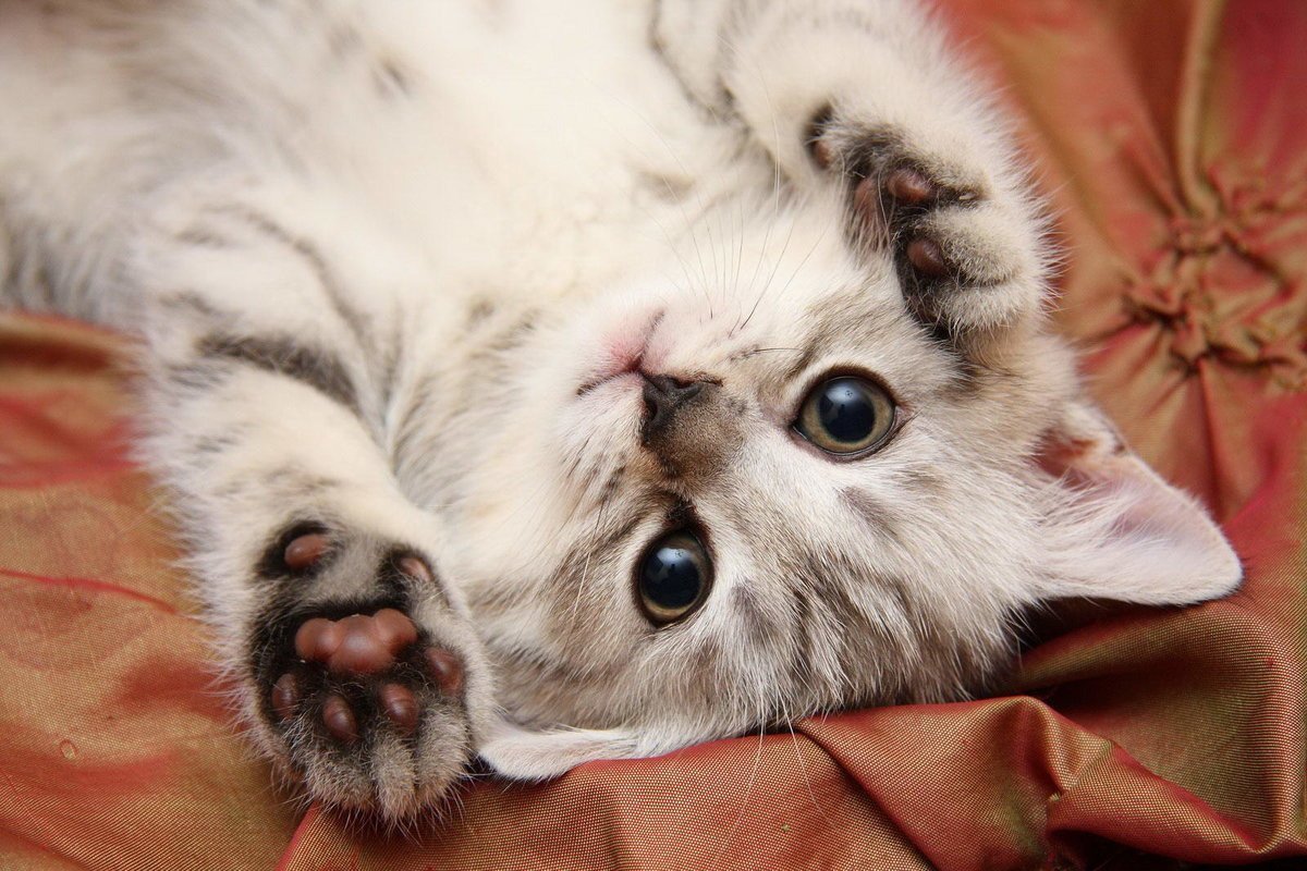 Кошек маленьких миленьких